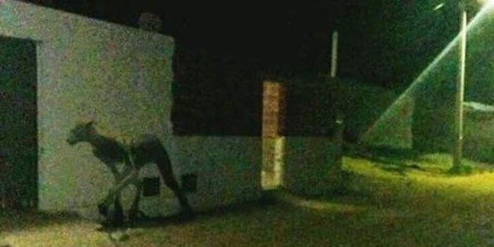 Ένα παράξενο πλάσμα κυκλοφορεί στους δρόμους της Αργεντινής και σκοτώνει (video)